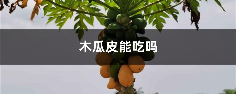 木瓜皮能吃吗 木瓜皮能吃吗