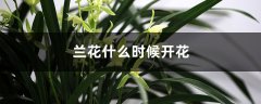 兰花什么时候开花，兰花几月开花