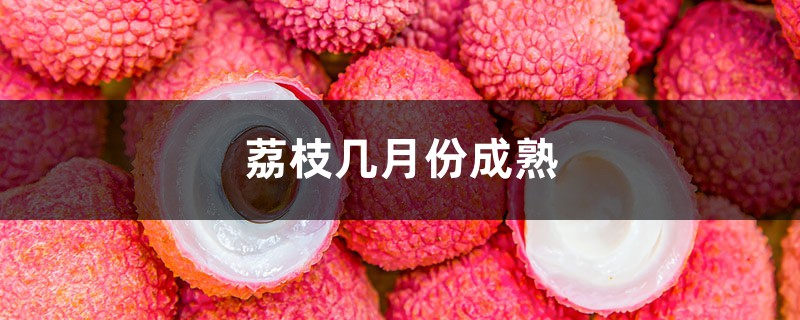 荔枝几月份成熟,荔枝是什么季节的水果 荔枝几月份成熟,荔枝是什么季节的水果