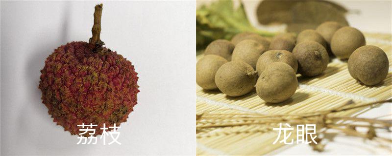 龙眼和荔枝的区别,荔枝的图片 龙眼和荔枝的区别,荔枝的图片