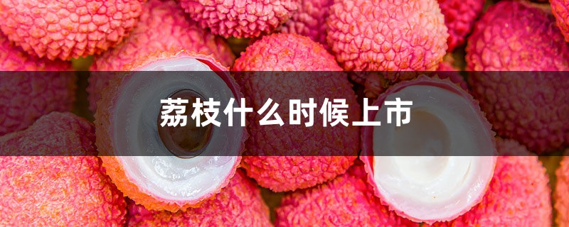 荔枝几月份成熟,荔枝什么时候上市 荔枝几月份成熟,荔枝什么时候上市