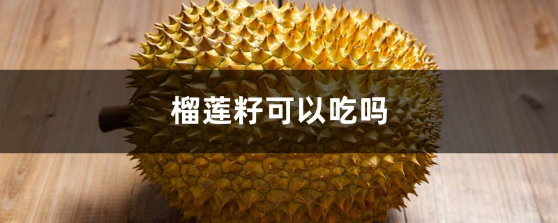 榴莲籽可以吃吗,核可以吃吗 榴莲籽可以吃吗,核可以吃吗