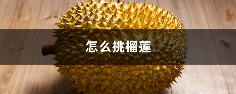 怎么挑榴莲,榴莲价格 怎么挑榴莲,榴莲价格