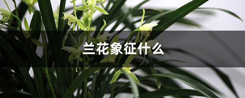兰花象征什么,兰花的花语 兰花象征什么,兰花的花语