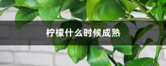 柠檬什么时候成熟，柠檬可以放多久