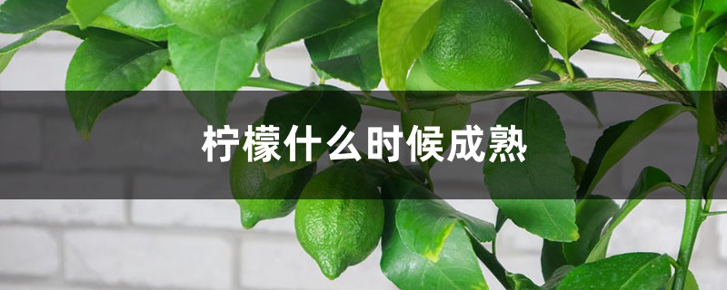 柠檬什么时候成熟,柠檬可以放多久 柠檬什么时候成熟,柠檬可以放多久