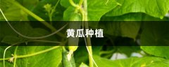 黄瓜种植方法