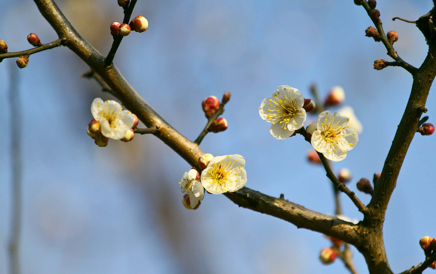 梅花