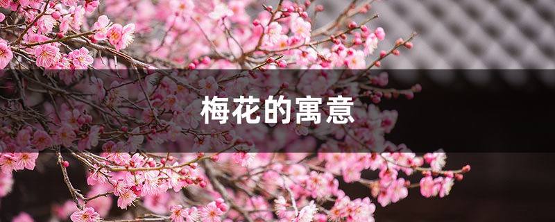 梅花的寓意,梅花代表什么 梅花的寓意,梅花代表什么