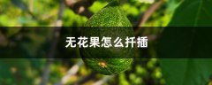 无花果怎么扦插，无花果插枝图解