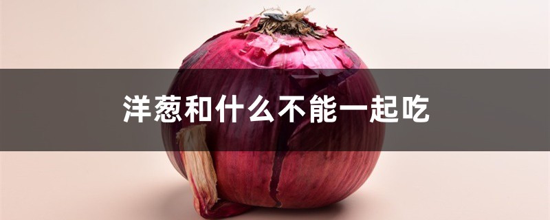 吃洋葱的好处,洋葱和什么不能一起吃 吃洋葱的好处,洋葱和什么不能一起吃