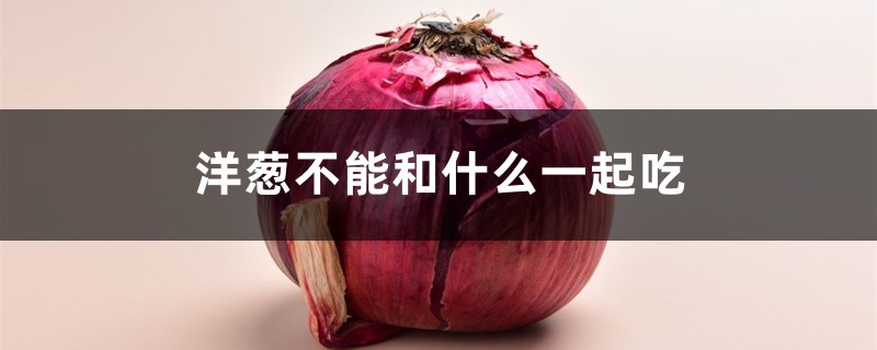 洋葱的功效与作用,洋葱不能和什么一起吃 洋葱的功效与作用,洋葱不能和什么一起吃