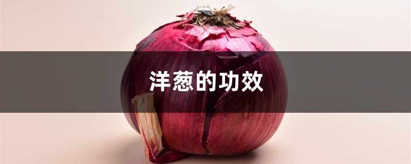 洋葱的功效,洋葱发芽能吃吗 洋葱的功效,洋葱发芽能吃吗