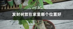 发财树放在家里哪个位置好，发财树摆放禁忌