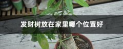 发财树放在家里哪个位置好，发财树摆放禁忌