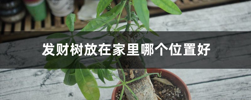 发财树放在家里哪个位置好,发财树摆放禁忌 发财树放在家里哪个位置好,发财树摆放禁忌