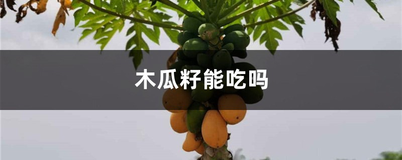 木瓜籽能吃吗,木瓜籽的功效与作用 木瓜籽能吃吗,木瓜籽的功效与作用