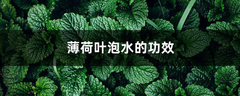 薄荷叶的功效与作用,薄荷叶泡水的功效 薄荷叶的功效与作用,薄荷叶泡水的功效