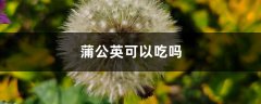 蒲公英可以吃吗，蒲公英怎么吃