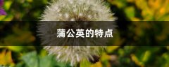 蒲公英的特点，蒲公英像什么