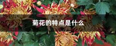 菊花的特点是什么，菊花的形状