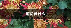 菊花像什么，菊花图片