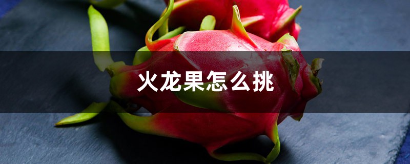 火龙果怎么挑,火龙果价格 火龙果怎么挑,火龙果价格