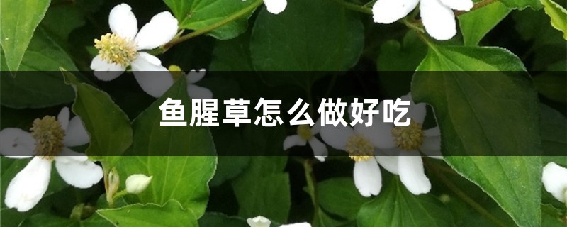 鱼腥草怎么吃，鱼腥草怎么做好吃