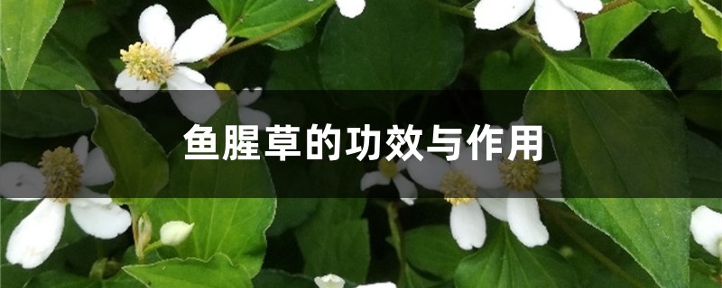 鱼腥草的功效与作用，孕妇可以吃鱼腥草吗