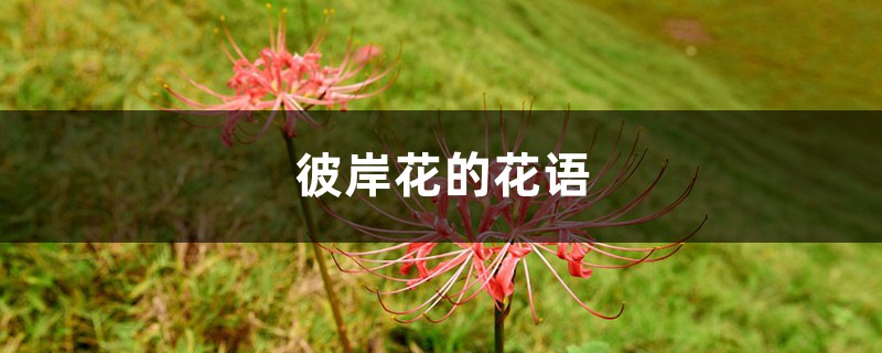 彼岸花的花语,彼岸花的传说 彼岸花的花语,彼岸花的传说