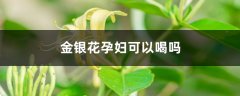 金银花孕妇可以喝吗，孕妇可以喝金银花吗