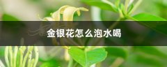 金银花怎么泡水喝，婴儿可以喝金银花水吗