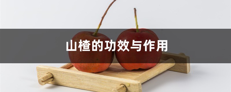 山楂的功效与作用,山楂不能和什么一起吃 山楂的功效与作用,山楂不能和什么一起吃