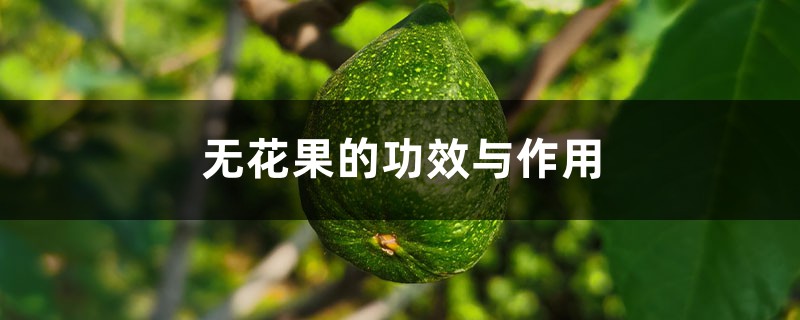 无花果的功效与作用，无花果孕妇能吃吗