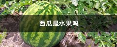 西瓜是水果吗，西瓜水果拼盘图片大全