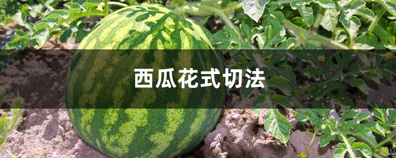 西瓜花式切法,西瓜的切法大全图解 西瓜花式切法,西瓜的切法大全图解