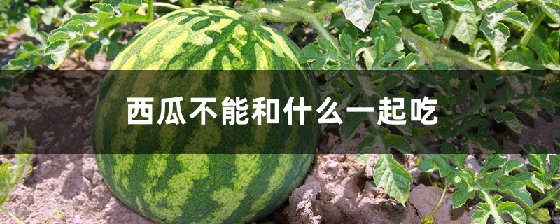 西瓜不能和什么一起吃,西瓜的功效与作用 西瓜不能和什么一起吃,西瓜的功效与作用