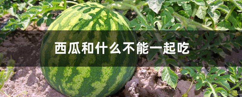 西瓜和什么不能一起吃,西瓜的营养价值 西瓜和什么不能一起吃,西瓜的营养价值