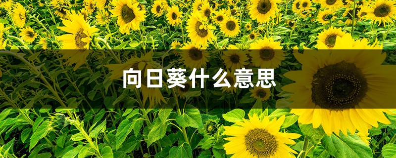 向日葵什么意思,向日葵为什么叫向日葵 向日葵什么意思,向日葵为什么叫向日葵