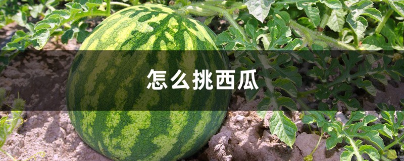 怎么挑西瓜,西瓜多少钱一斤 怎么挑西瓜,西瓜多少钱一斤