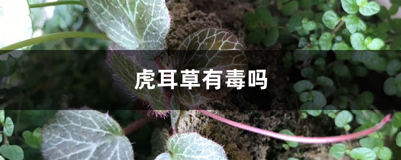 虎耳草有毒吗,虎耳草可以煎水喝吗 虎耳草有毒吗,虎耳草可以煎水喝吗