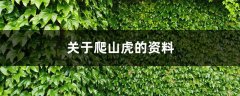 关于爬山虎的资料，爬山虎长什么样子图片