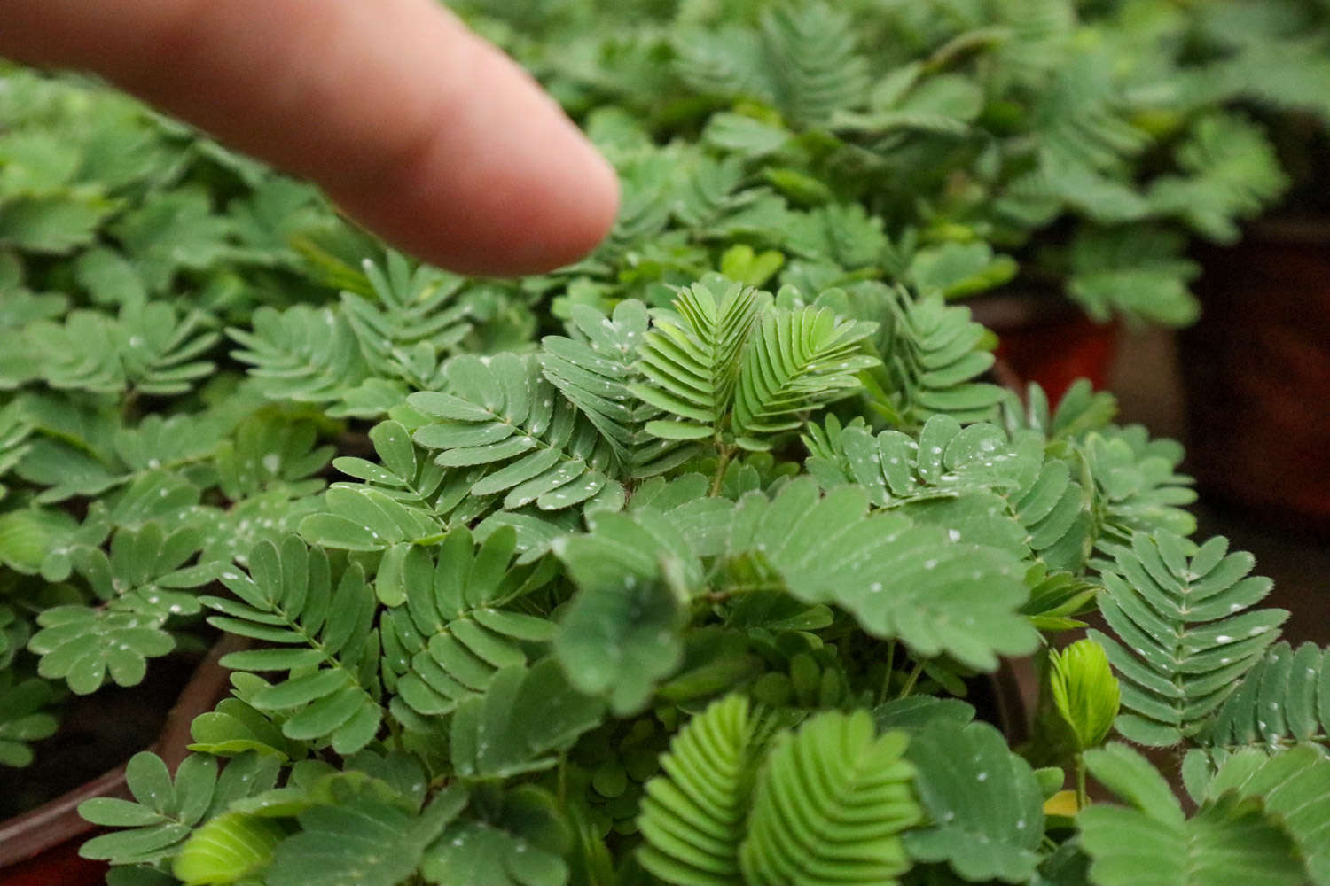 含羞草 含羞草