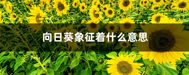 向日葵象征什么意义，向日葵的花期