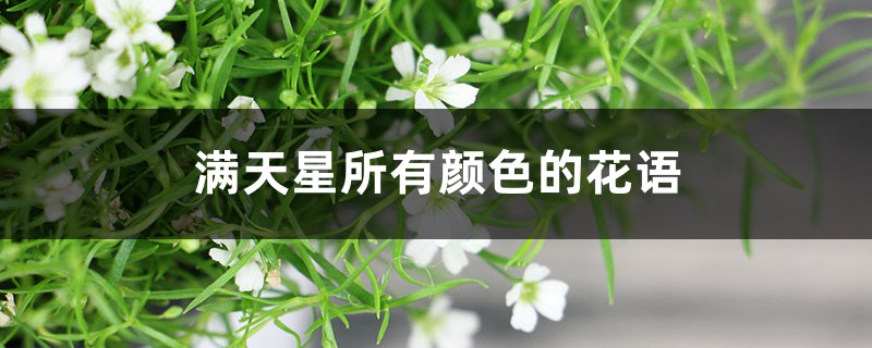 满天星花语,满天星所有颜色的花语 满天星花语,满天星所有颜色的花语