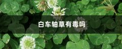 白车轴草有毒吗，白车轴草人可以吃吗