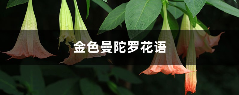 金色曼陀罗花语 金色曼陀罗花语