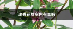 瑞香花放室内有毒吗