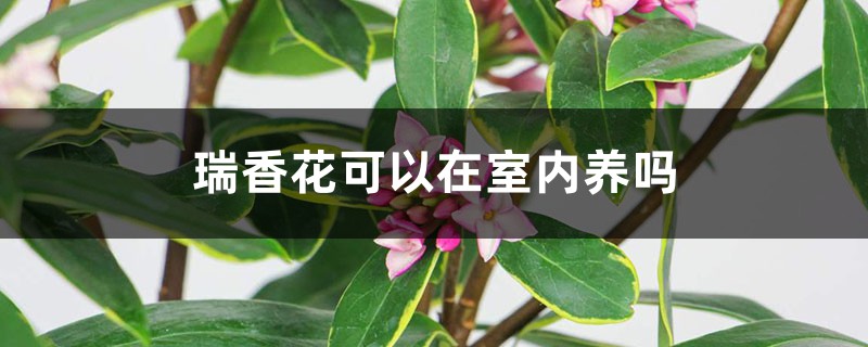 瑞香花可以在室内养吗