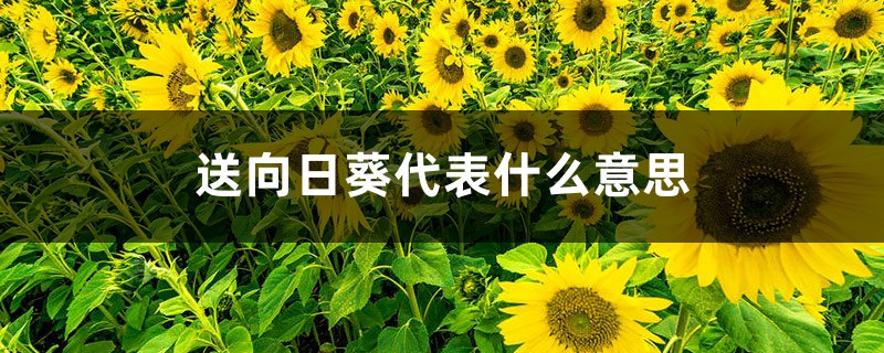 向日葵代表什么含义，向日葵一般送什么人